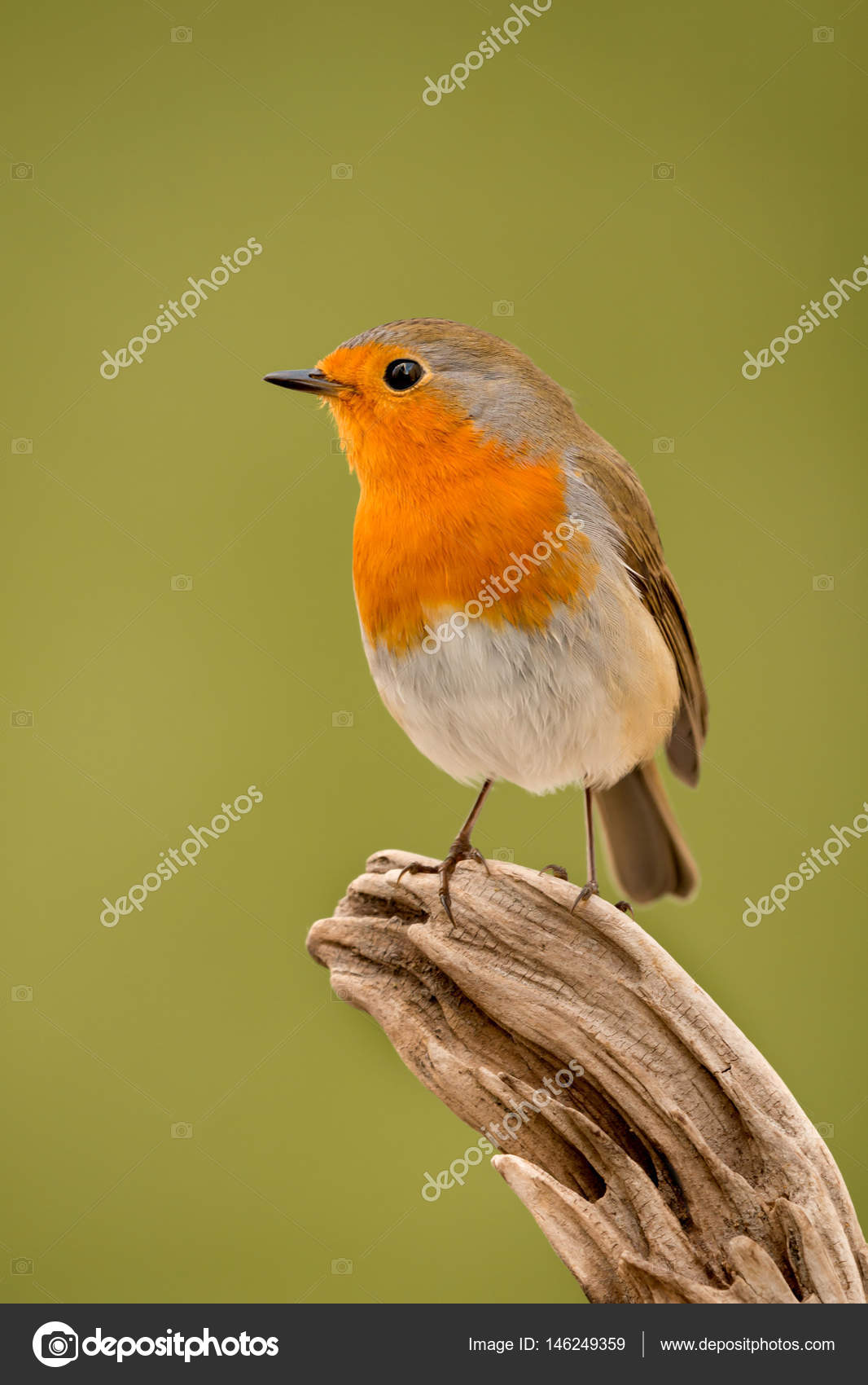 Petit Oiseau Sur La Branche Photographie Gelpi 146249359