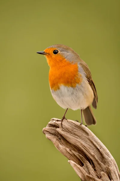 Pássaro pequeno no ramo — Fotografia de Stock