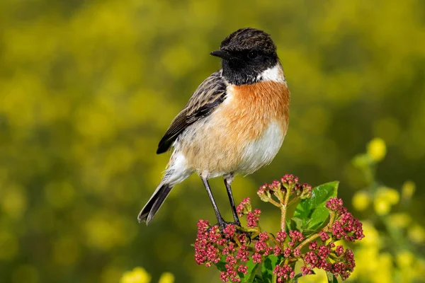 Маленький птах на квітковій гілці — стокове фото