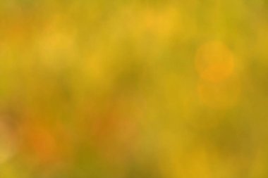 Bulanık çim şablonu