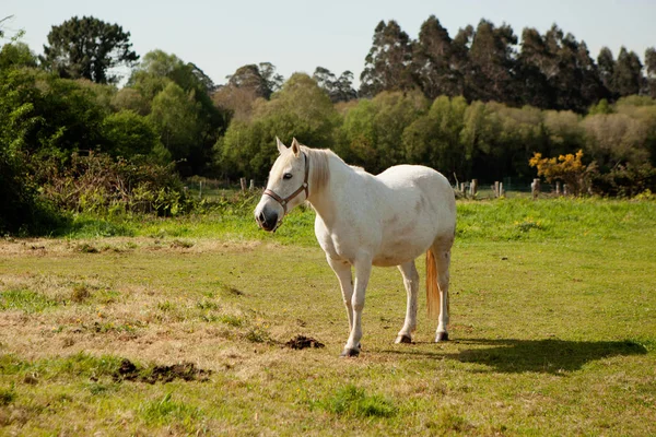 Vita hästen i äng — Stockfoto