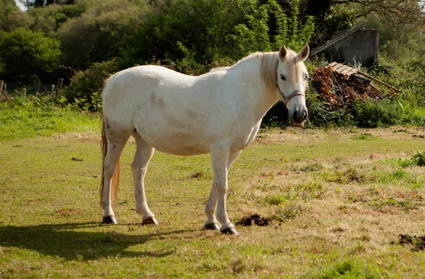 Cavalo branco no prado — Fotografia de Stock