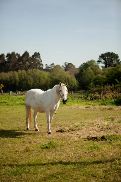 Caballo blanco en el prado —  Fotos de Stock