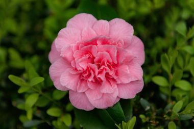 Güzel pembe kamelya çiçeği