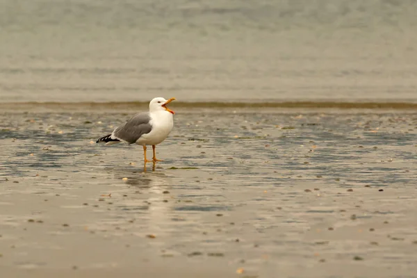 Gaviota parada en el agua —  Fotos de Stock