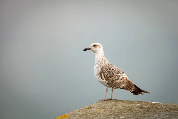 Gaviota sentada sobre piedra —  Fotos de Stock