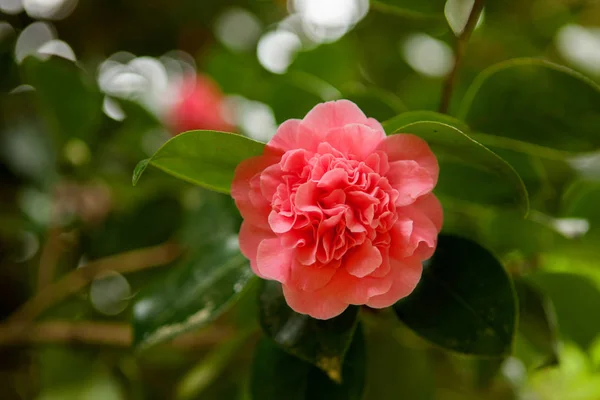 Schöne rosa Kamelienblüte — Stockfoto