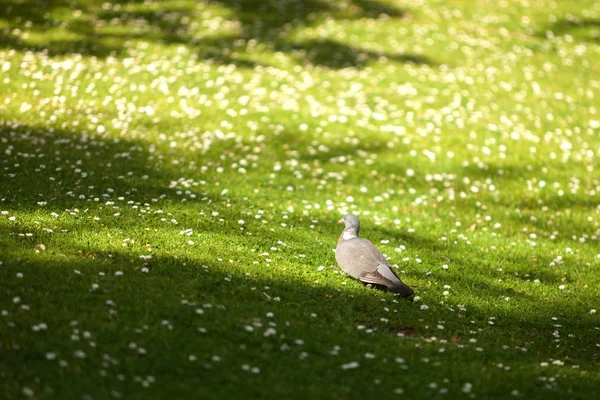 Paloma gris caminando por prado florecido — Foto de Stock