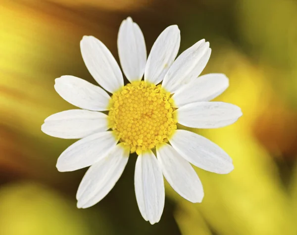 Wild daisy in field — Stock Photo, Image