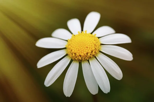 Wild daisy in field — Stock Photo, Image