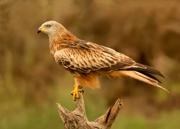 Kite zitstokken op houten stam — Stockfoto