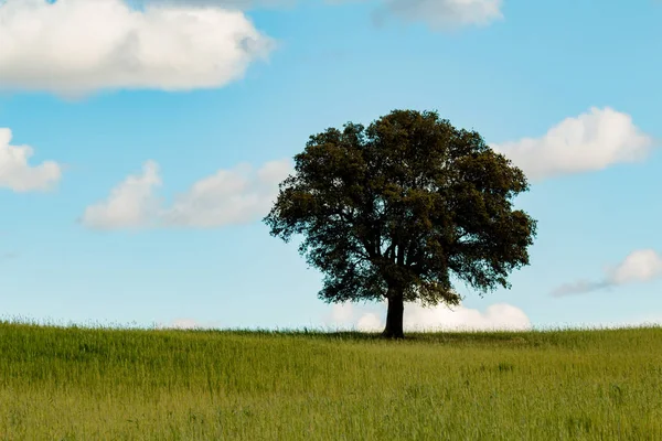 草原で孤独なホルム オーク — ストック写真