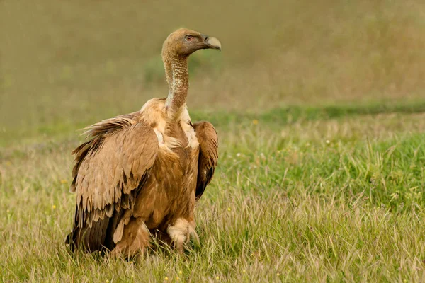 Young vulture in nature — Stock Photo, Image