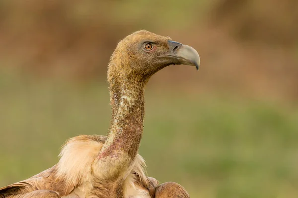 Young vulture in nature — Stock Photo, Image