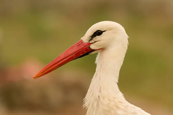 Elegantní čáp v přírodě — Stock fotografie