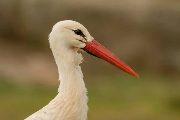 Cigüeña elegante en la naturaleza —  Fotos de Stock