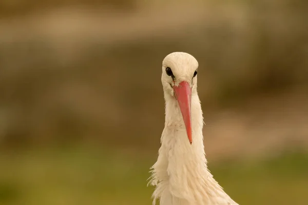 Elegantní čáp v přírodě — Stock fotografie