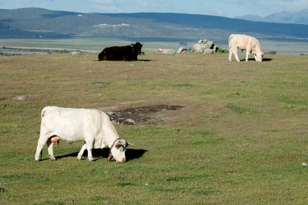 Kühe grasen unter schönem Himmel — Stockfoto