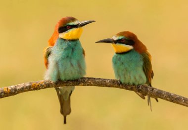 Birkaç bee-eaters dalı