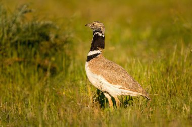 Çayırda güzel yabani kuş.