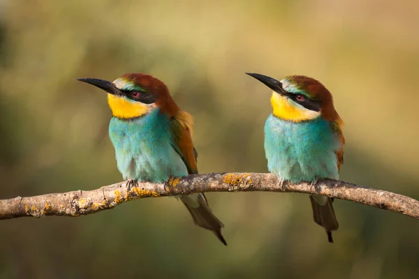 Paar Bijeneters op tak — Stockfoto