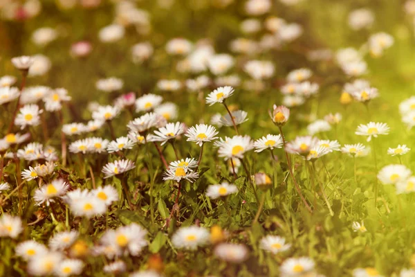 Flores de camomila selvagens no prado verde — Fotografia de Stock