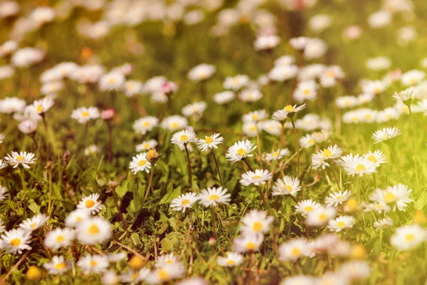 Yabani papatya çiçekleri yeşil çayır üzerinde — Stok fotoğraf