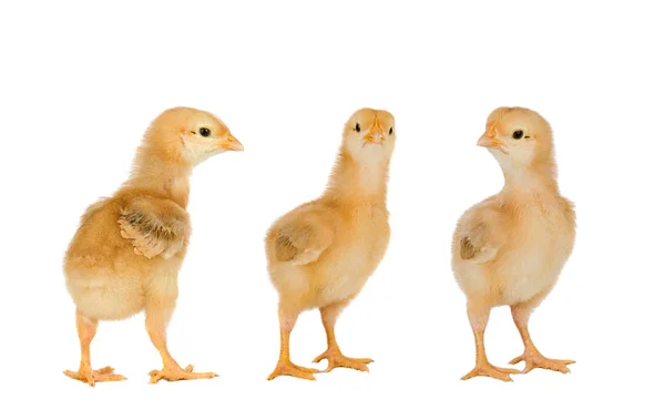 Drie gele kippen — Stockfoto