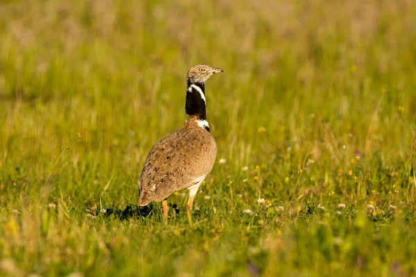 Bellissimo uccello selvatico nel prato . — Foto Stock