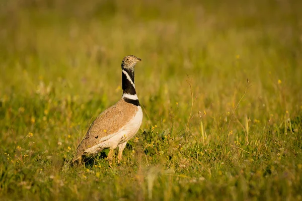 Hermoso pájaro salvaje en el prado . —  Fotos de Stock