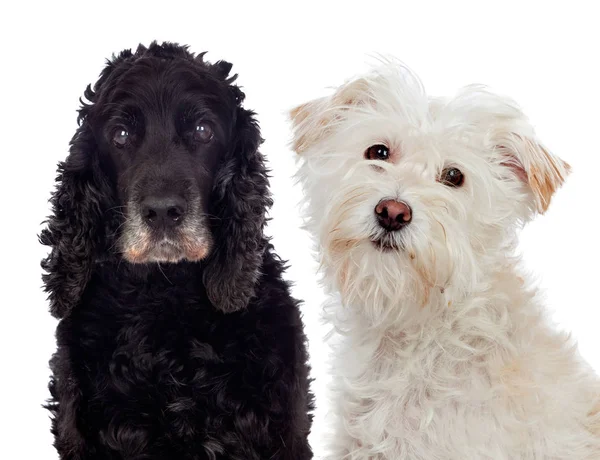 Zwart-wit honden — Stockfoto