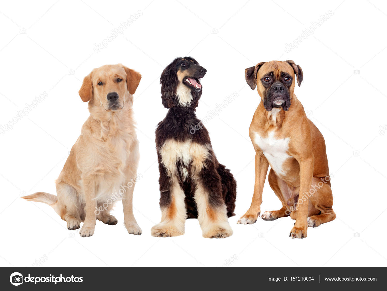 Three differents big dogs Stock Photo by ©Gelpi 151210004