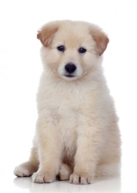 yumuşak beyaz kürk ile köpek