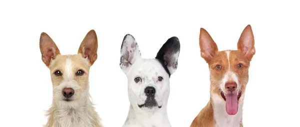 Diferentes cães olhando para a câmera com suas orelhas grandes para cima — Fotografia de Stock