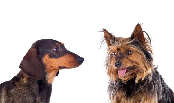 Two dogs Yorkshire and Tekel — Stock Photo, Image