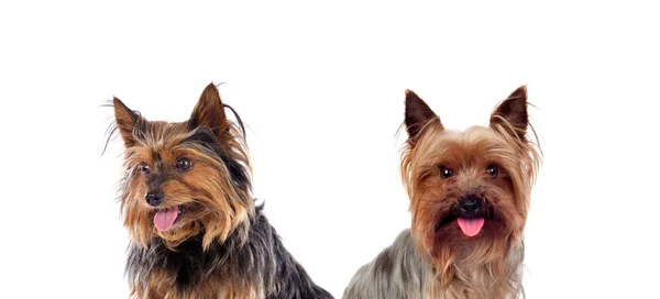 Beautiful little dogs — Stock Photo, Image