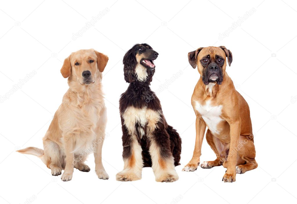 Three differents big dogs