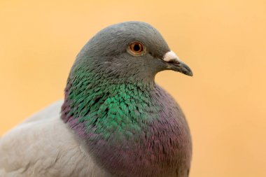 güzel eşarplı yabani güvercin 