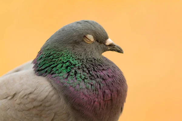 Pomba selvagem com belas penas — Fotografia de Stock