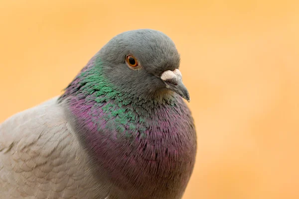 아름 다운 깃털으로 야생 비둘기 — 스톡 사진