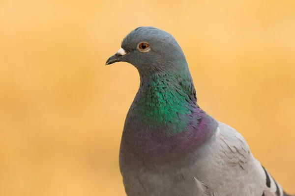 美しい羽を野生の鳩 — ストック写真