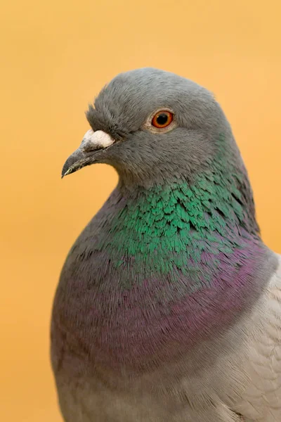 Wilde Taube mit schönen Federn — Stockfoto