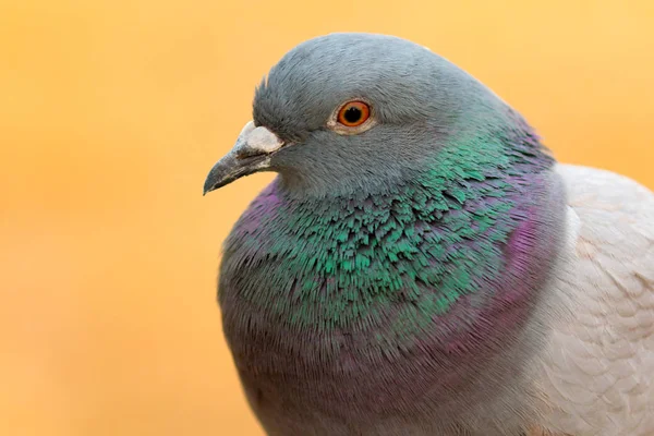 Wilde Taube mit schönen Federn — Stockfoto