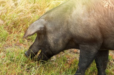 İber domuz otlatma