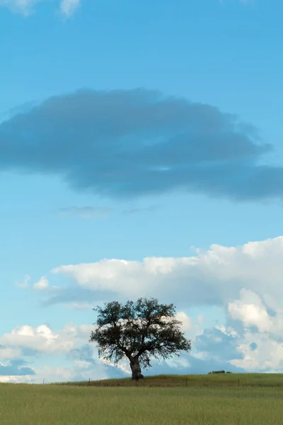 Lonely holm oak in meadow — Stock Photo, Image