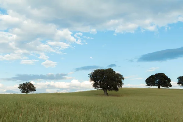 Beautiful landscape with holm oaks — Stock Photo, Image