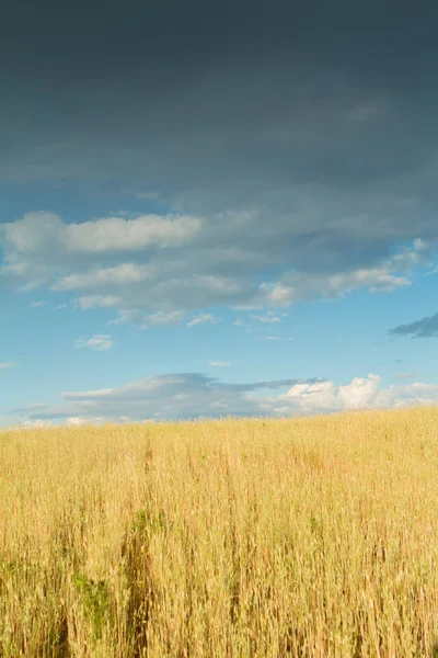 Красивое пшеничное поле с голубым небом — стоковое фото