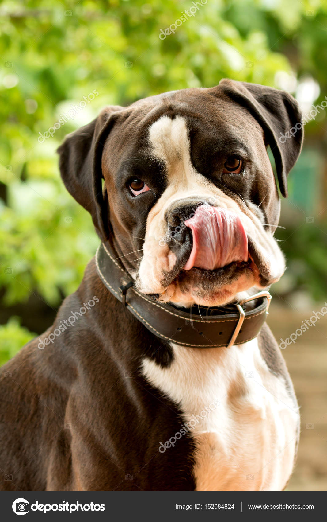 boxer dog white and black