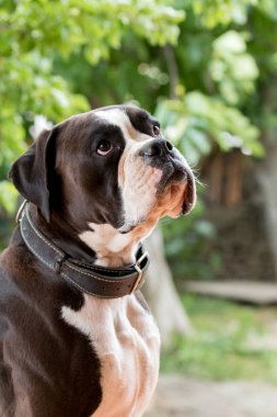 Siyah ve beyaz boxer köpek 