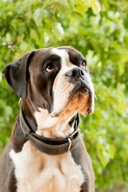 Siyah ve beyaz boxer köpek 